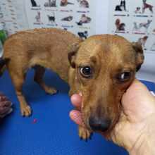 LEONIE, Hund, Mischlingshund in Rumänien - Bild 3