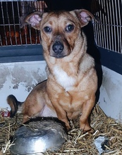 LEONIE, Hund, Mischlingshund in Rumänien - Bild 4