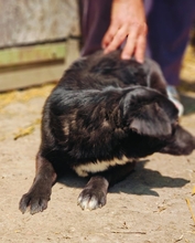 MONTY, Hund, Mischlingshund in Rumänien - Bild 1
