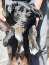MONTY, Hund, Mischlingshund in Rumänien - Bild 2
