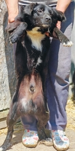 MONTY, Hund, Mischlingshund in Rumänien - Bild 3