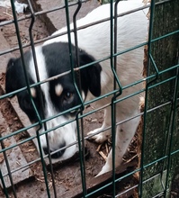 PERRY, Hund, Mischlingshund in Rumänien - Bild 1