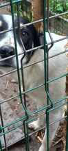 PERRY, Hund, Mischlingshund in Rumänien - Bild 2