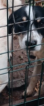 PERRY, Hund, Mischlingshund in Rumänien - Bild 3