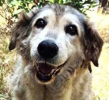 MARTINA, Hund, Mischlingshund in Italien - Bild 1