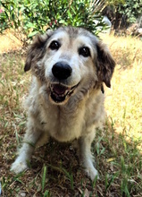 MARTINA, Hund, Mischlingshund in Italien - Bild 10
