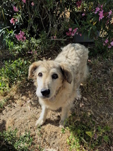 MARTINA, Hund, Mischlingshund in Italien - Bild 2