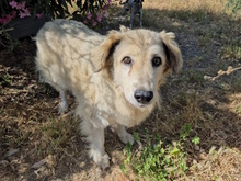 MARTINA, Hund, Mischlingshund in Italien - Bild 3