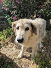 MARTINA, Hund, Mischlingshund in Italien - Bild 4