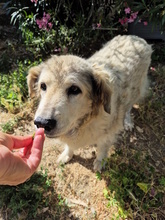 MARTINA, Hund, Mischlingshund in Italien - Bild 5