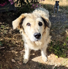 MARTINA, Hund, Mischlingshund in Italien - Bild 7