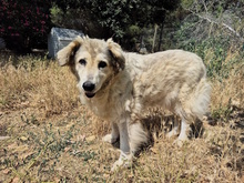 MARTINA, Hund, Mischlingshund in Italien - Bild 8