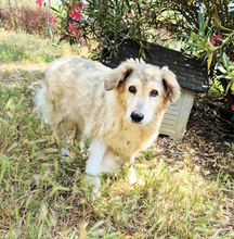 MARTINA, Hund, Mischlingshund in Italien - Bild 9