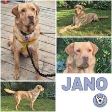 JANO, Hund, Mischlingshund in Berlin - Bild 1