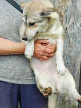 SONJA, Hund, Mischlingshund in Rumänien - Bild 1