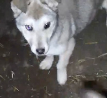 SONJA, Hund, Mischlingshund in Rumänien - Bild 2
