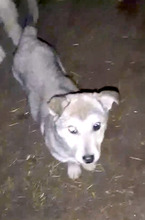 SONJA, Hund, Mischlingshund in Rumänien - Bild 3
