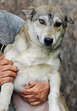 SONJA, Hund, Mischlingshund in Rumänien - Bild 4
