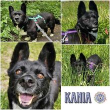 KANIA, Hund, Mischlingshund in Ribnitz-Damgarten - Bild 1