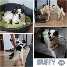 MUFFY, Hund, Mischlingshund in Goldbach - Bild 1