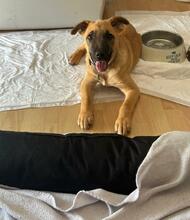 PINO, Hund, Mischlingshund in Steinheim - Bild 1