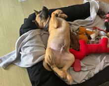 PINO, Hund, Mischlingshund in Steinheim - Bild 2