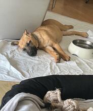 PINO, Hund, Mischlingshund in Steinheim - Bild 3