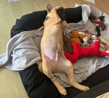 PINO, Hund, Mischlingshund in Steinheim - Bild 4