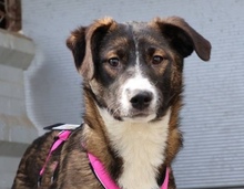ELLI, Hund, Mischling in Kiel - Bild 1