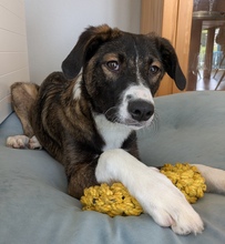 ELLI, Hund, Mischling in Kiel - Bild 2
