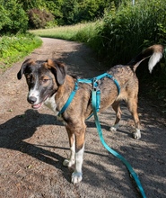 ELLI, Hund, Mischling in Kiel - Bild 3