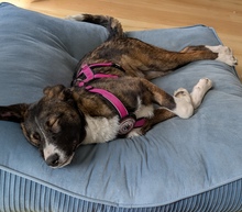 ELLI, Hund, Mischling in Kiel - Bild 4