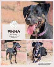 PINHA, Hund, Mischlingshund in Brühl - Bild 1