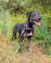 PINHA, Hund, Mischlingshund in Brühl - Bild 2