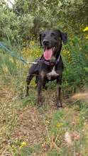 PINHA, Hund, Mischlingshund in Brühl - Bild 3