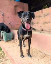 PINHA, Hund, Mischlingshund in Brühl - Bild 4