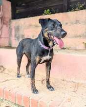 PINHA, Hund, Mischlingshund in Brühl - Bild 5