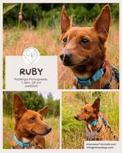 RUBY, Hund, Podengo Portugues in Brühl - Bild 1
