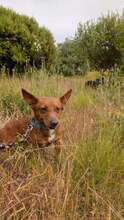 RUBY, Hund, Podengo Portugues in Brühl - Bild 3