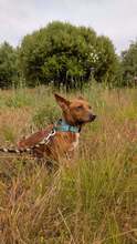 RUBY, Hund, Podengo Portugues in Brühl - Bild 4