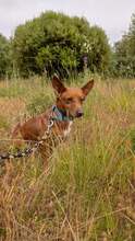 RUBY, Hund, Podengo Portugues in Brühl - Bild 5