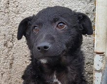 ARCHIE, Hund, Kroat. Schäferhund-Mischling in Kroatien - Bild 1