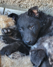 ARCHIE, Hund, Kroat. Schäferhund-Mischling in Kroatien - Bild 2