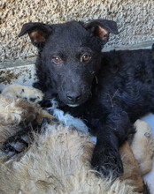 ARCHIE, Hund, Kroat. Schäferhund-Mischling in Kroatien - Bild 4