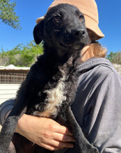 ARCHIE, Hund, Kroat. Schäferhund-Mischling in Kroatien - Bild 6
