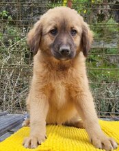 BETTIE, Hund, Mischlingshund in Kroatien - Bild 1