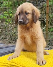 BETTIE, Hund, Mischlingshund in Kroatien - Bild 10