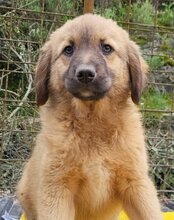 BETTIE, Hund, Mischlingshund in Kroatien - Bild 11