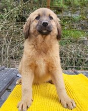 BETTIE, Hund, Mischlingshund in Kroatien - Bild 2