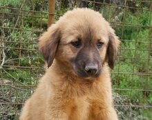 BETTIE, Hund, Mischlingshund in Kroatien - Bild 3